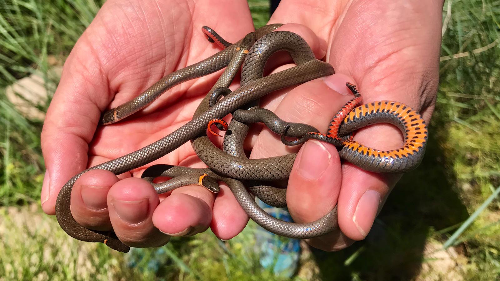 prarie ringneck