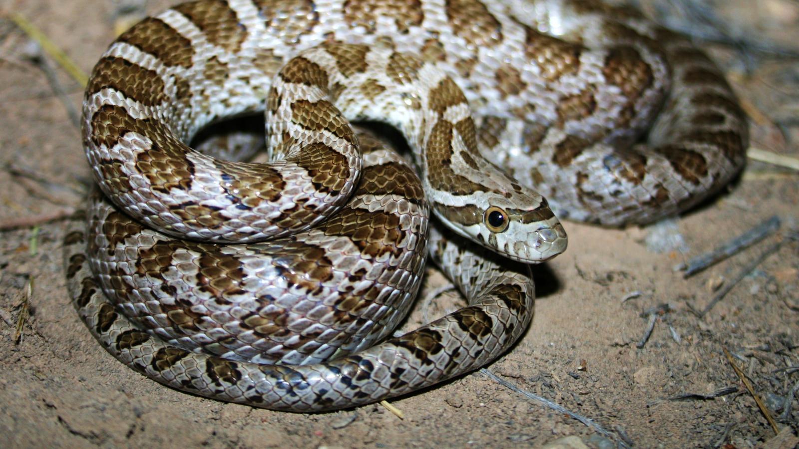 Great Plains Rat Snake