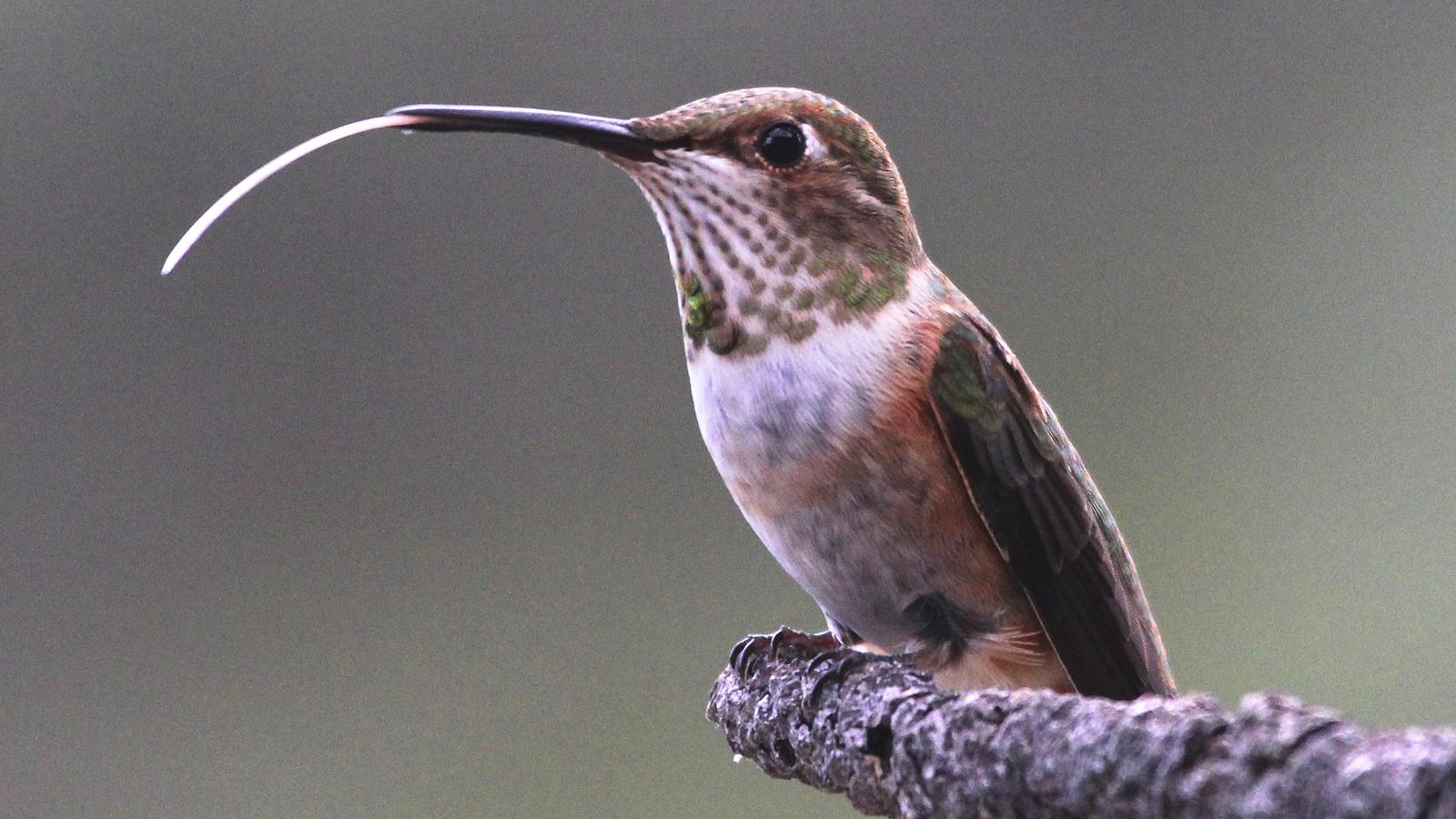 Rufous Hummingbird