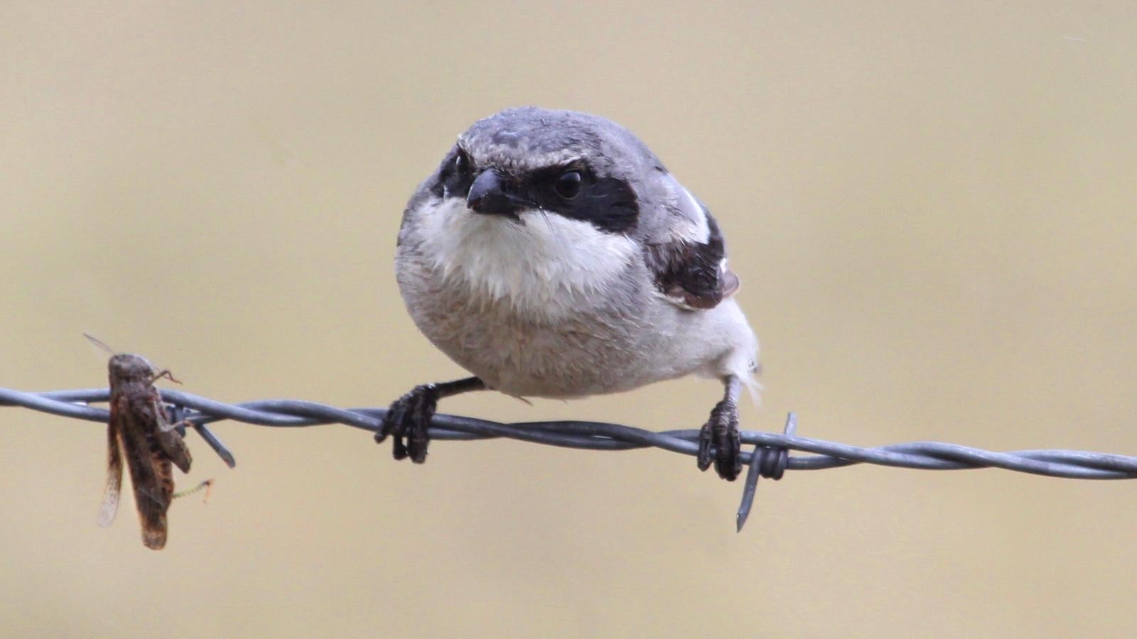 Loggerhead Shrike 