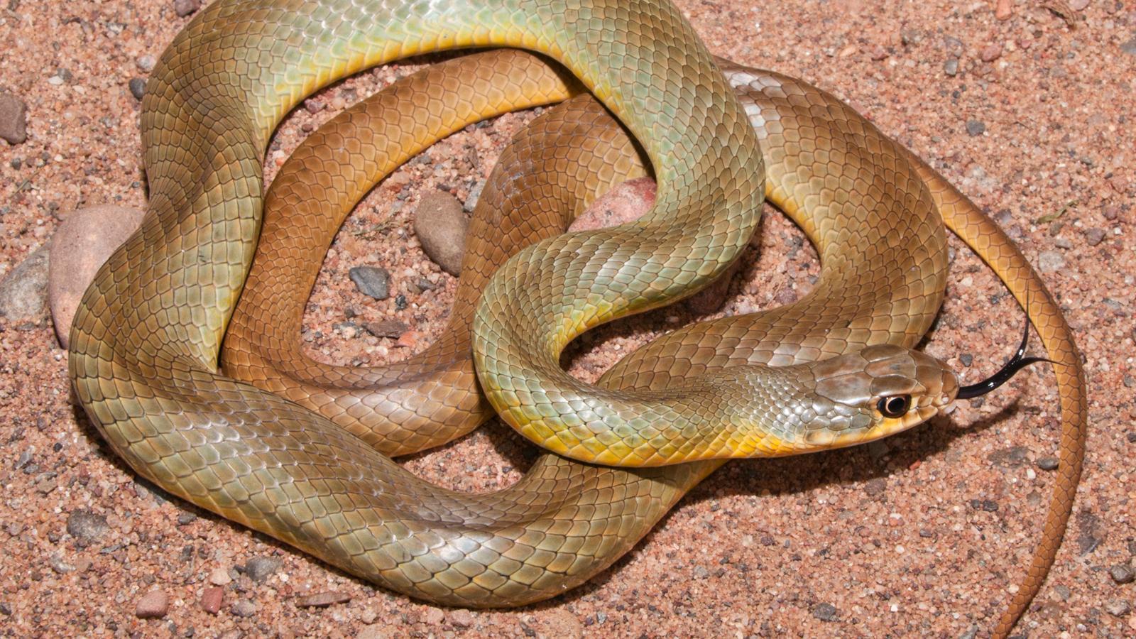 Snakes of Colorado, Museum of Natural History