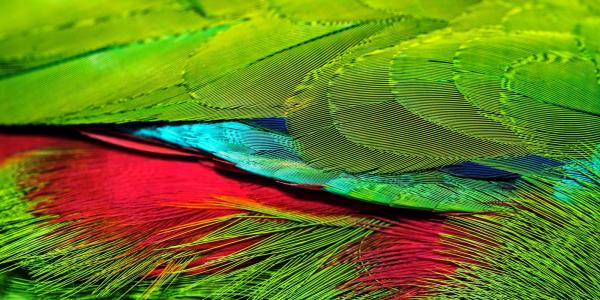 a close-up photo of irridescent green, red and blue bird feathers