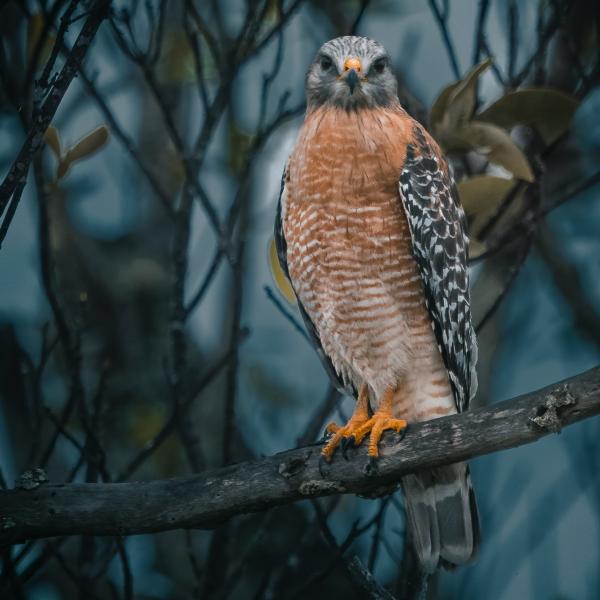 Hawk