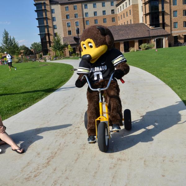 Chip on a tricycle