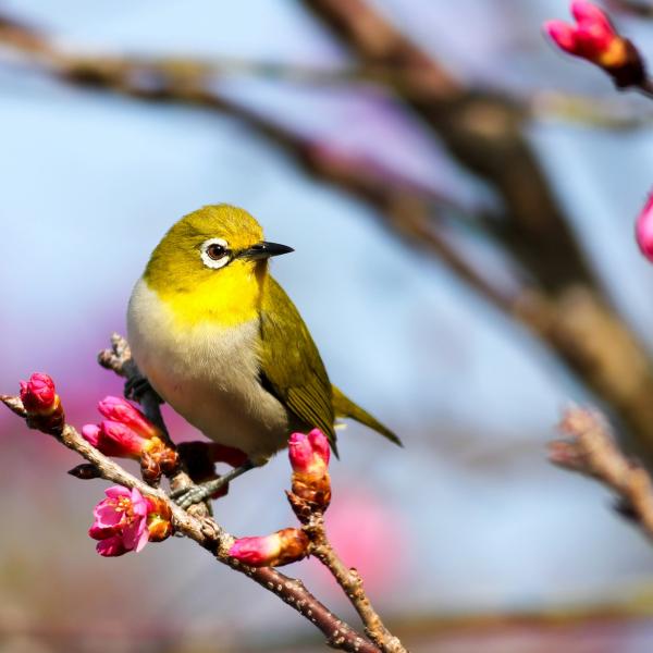 goldfinch