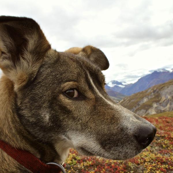 head of a dog