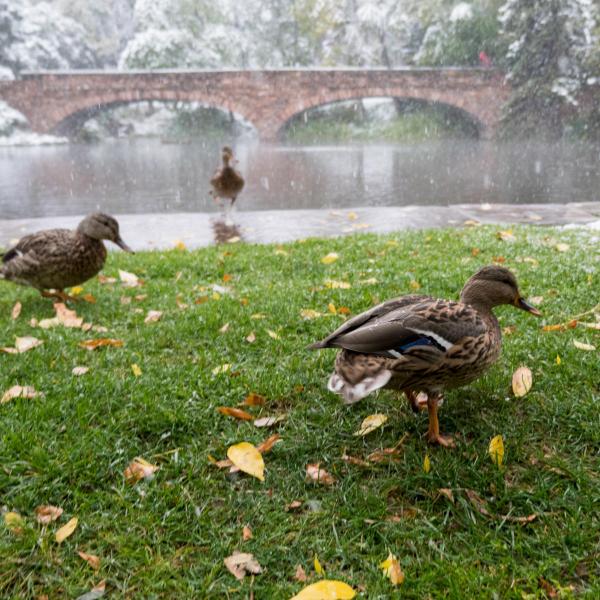ducks