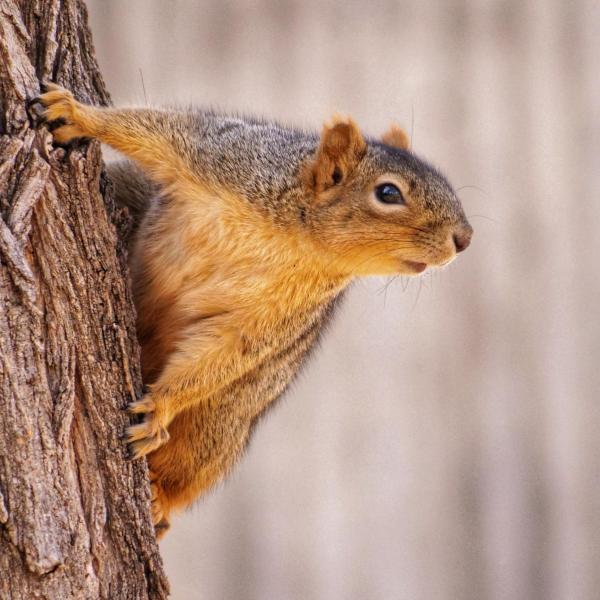 squirrel