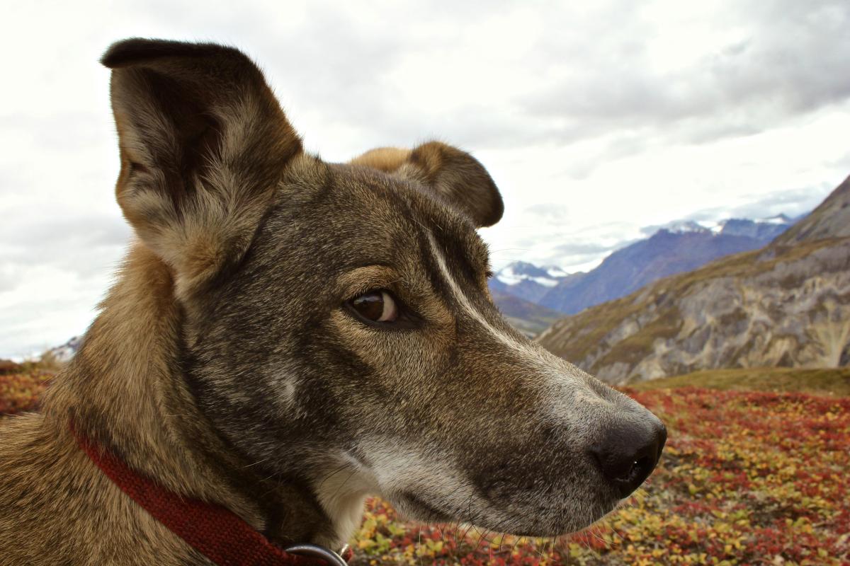 head of a dog