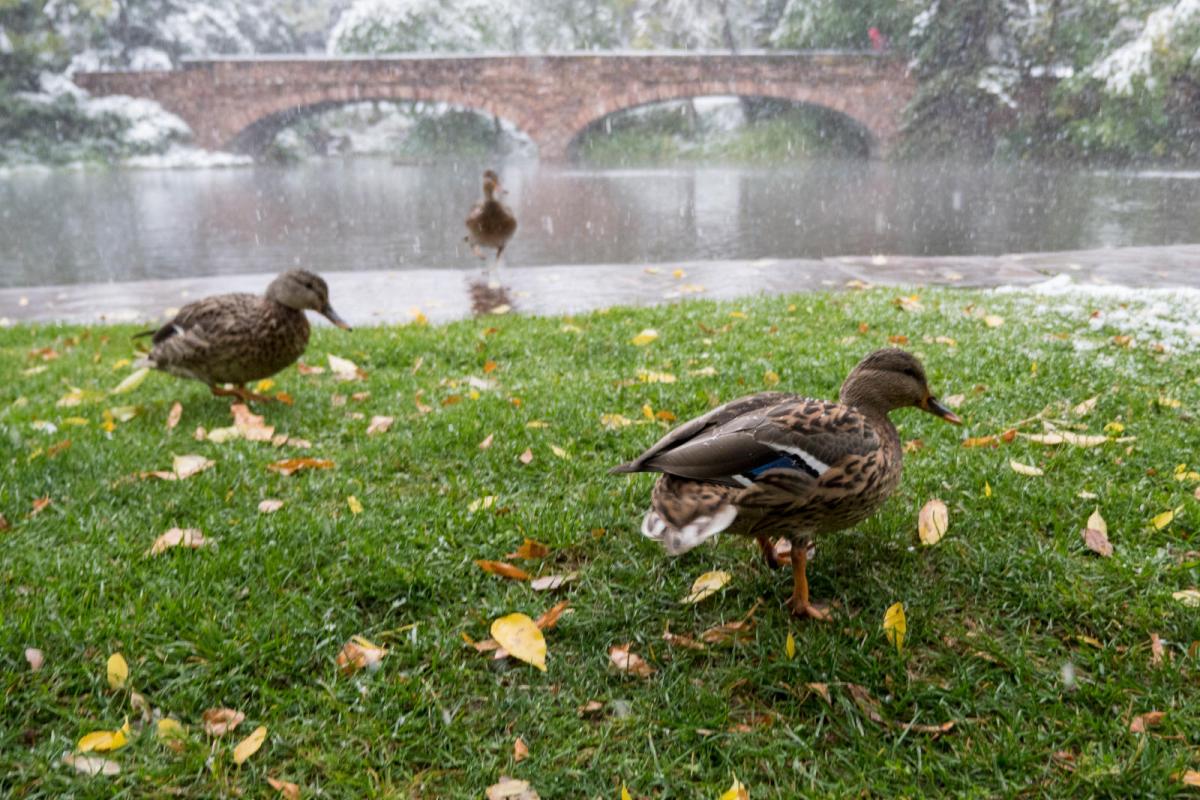 ducks