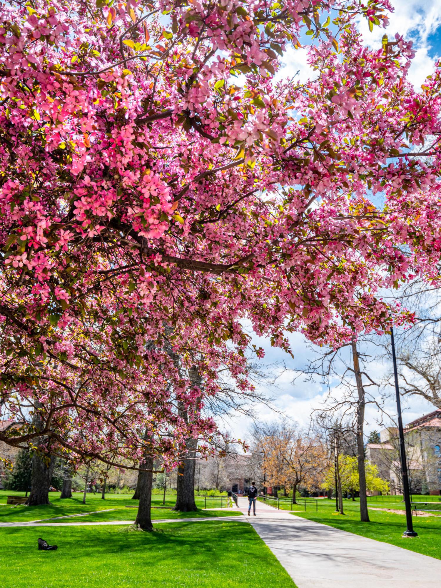 Spring Campus Blooms