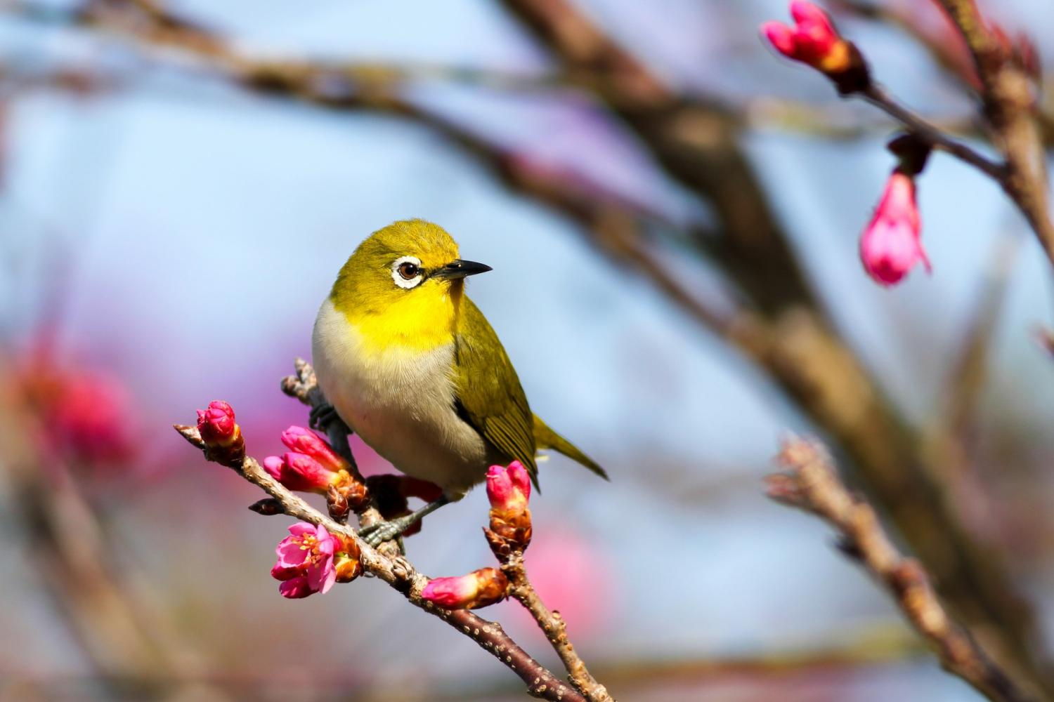 goldfinch