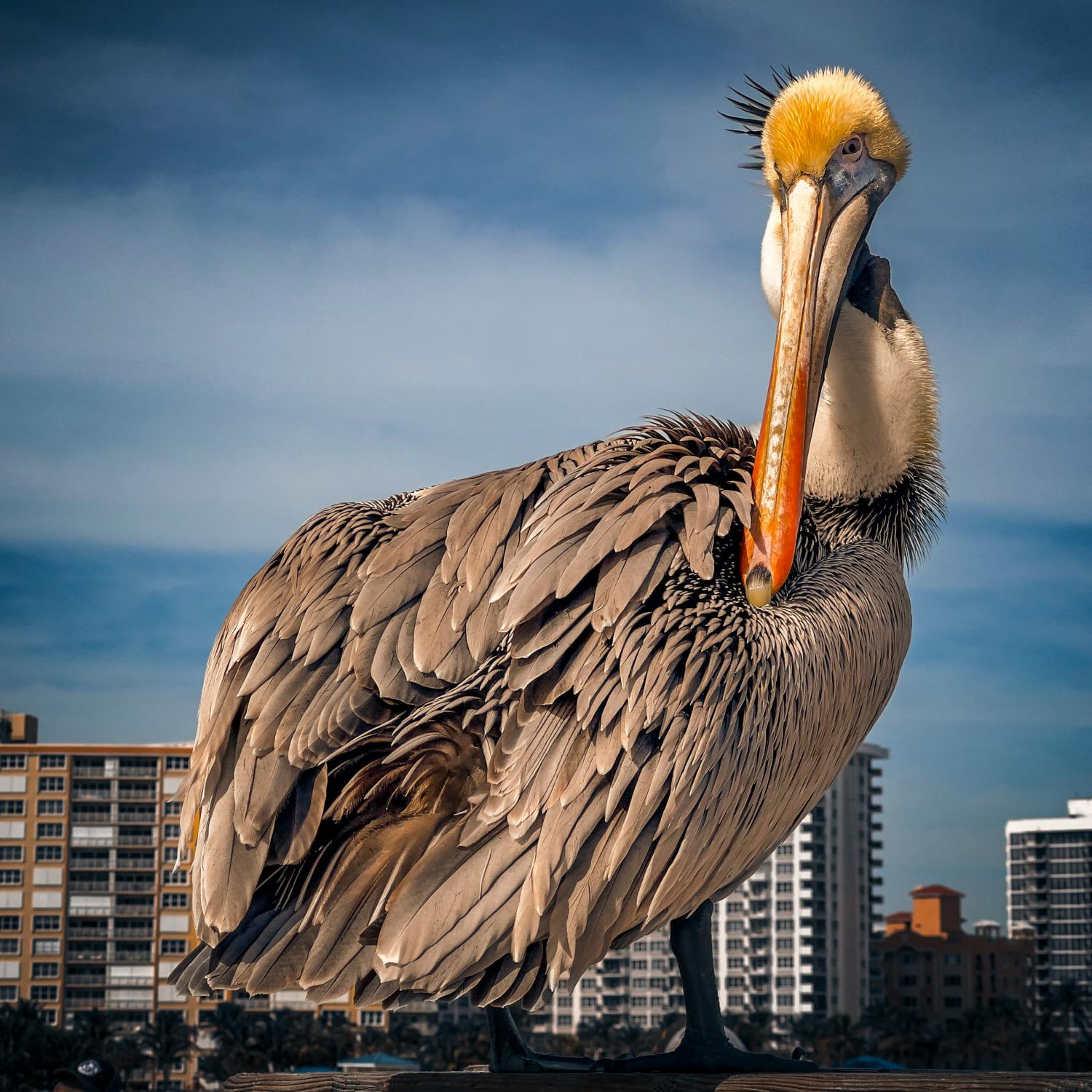 bird pelican