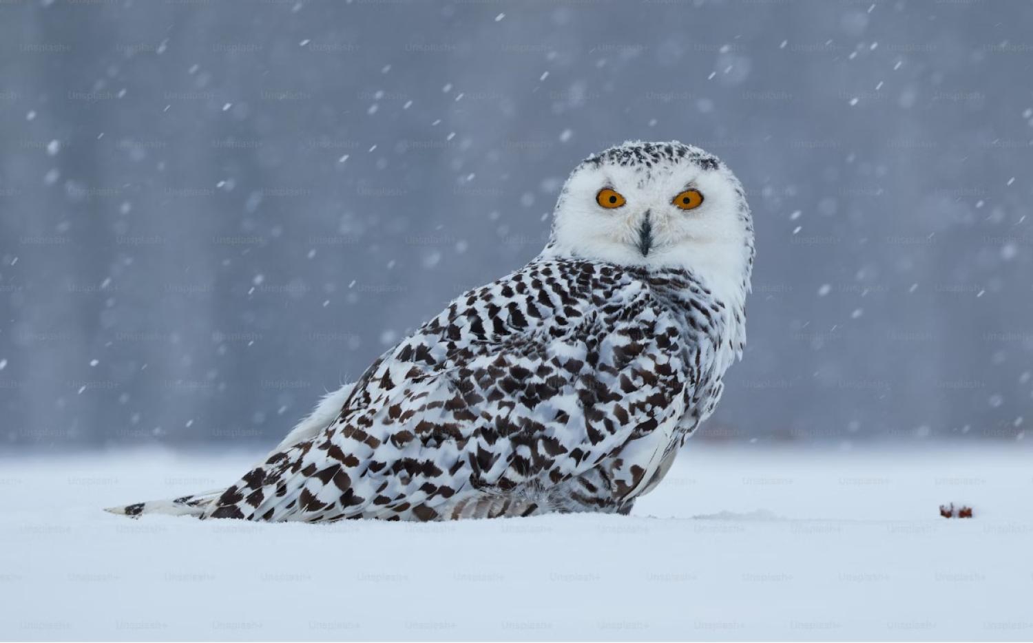 owl in the snow