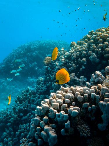 orange fish with coral