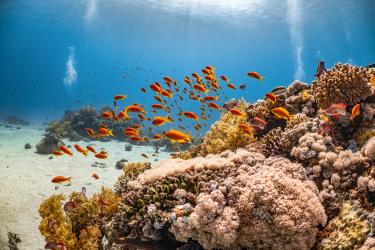 ocean sandy bottom