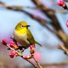 goldfinch
