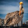 bird pelican