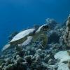 sea turtle