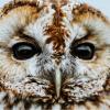 baby owl head