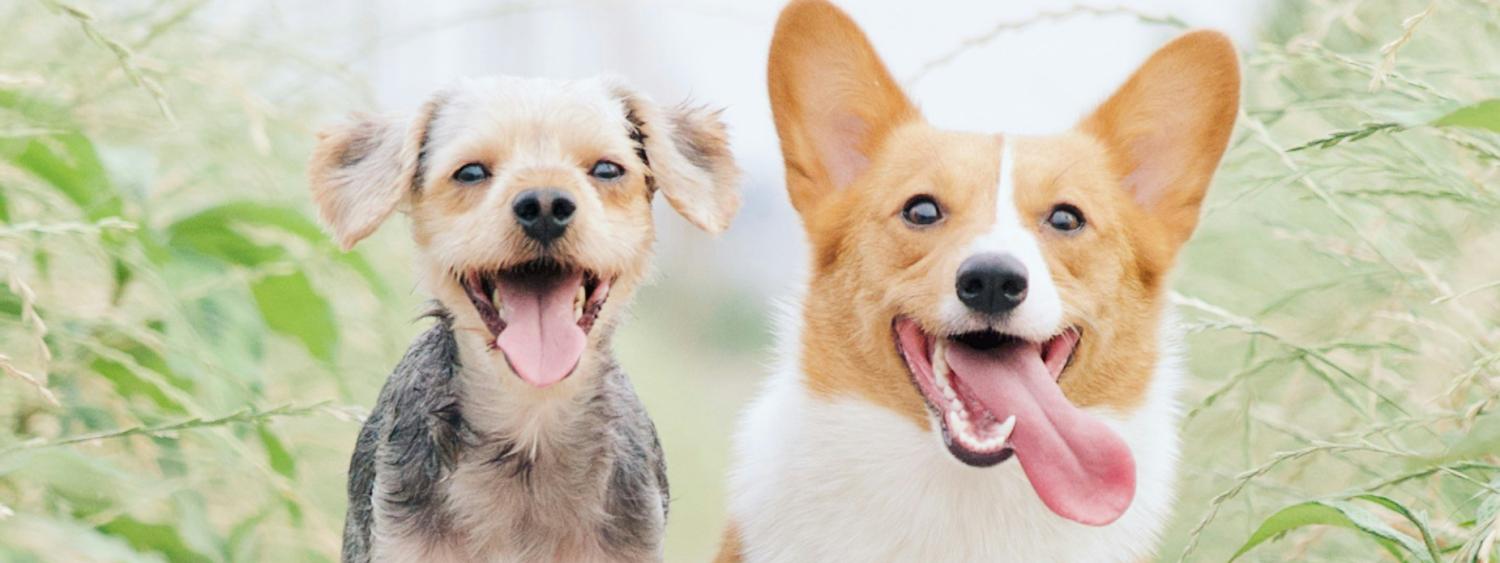 dogs