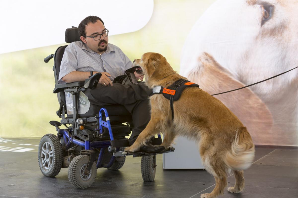 man in wheelchair being assisted by service dog