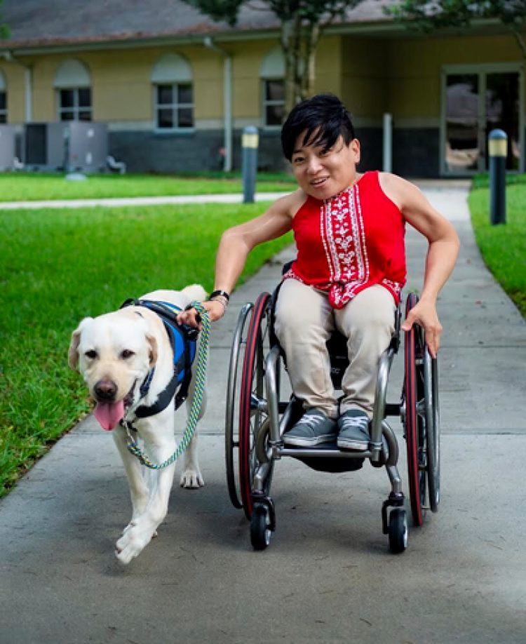 woman in a wheelchair rolling next to a yellow lab