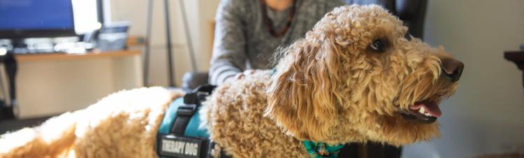 dog in a service vest