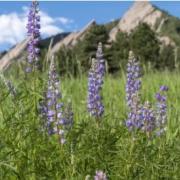 Boulder flatirons and flowers