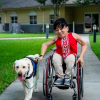 woman in a wheelchair rolling next to a yellow lab