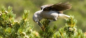 Pinyon Jay on tree