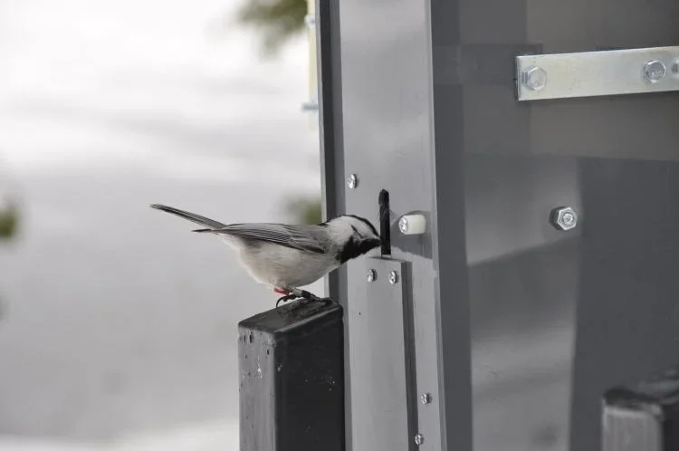  A Mountain Chickadee retrieves a seed from the smart feeders (Vladimir Pravosudov).