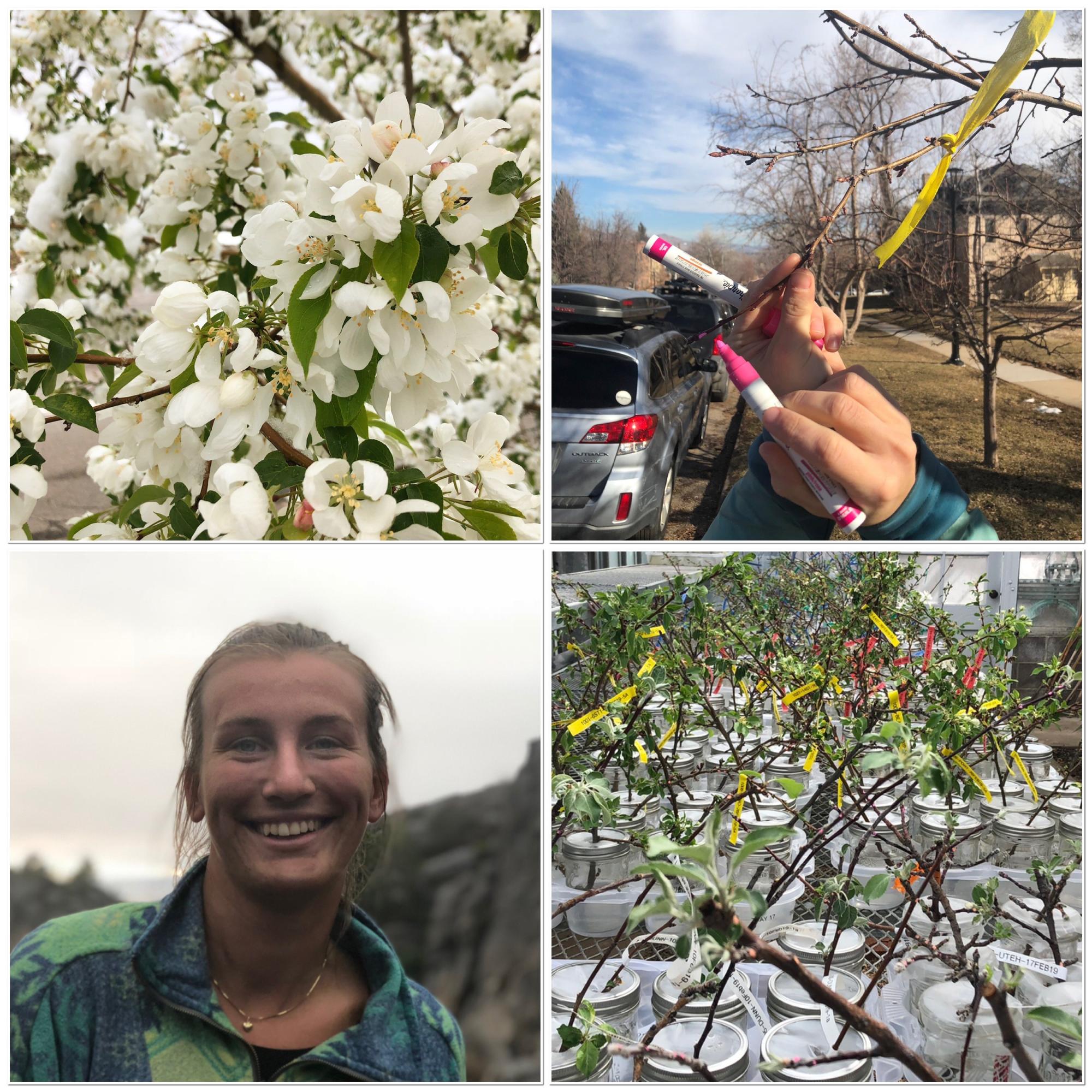 Microclimate Effect on Timing of Leaf and Flower Emergence in Malus ...