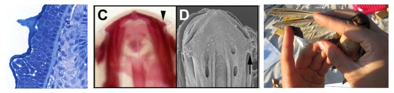 compiled image of honors thesis projects, microscope image of a plant, two diagrams of a plant and a student examining a barn swallow's wing