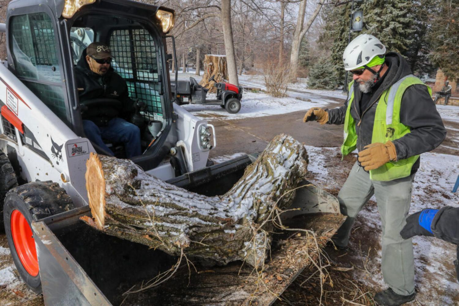 Vince Aquino, CU Boulder forestry supervisor, helps maneuver a limb from the “Old Main Cottonwood” into the bucket of a Bobcat driven by Craig Ogata on Thursday, Jan. 20, 2022.