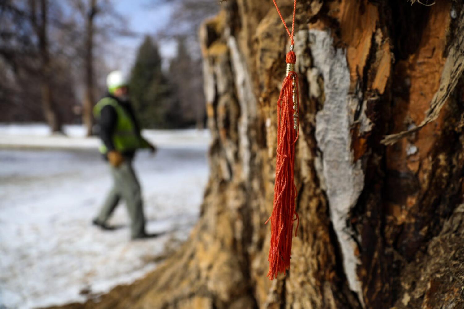 A graduation tassel hangs from the stump of the “Old Main Cottonwood” on Thursday, Jan. 20, 2022.