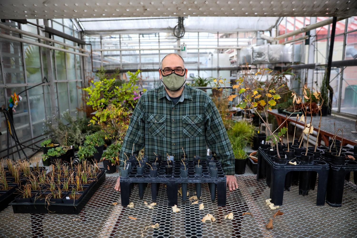 John B. Clark, greenhouse director at CU Boulder’s ecology and evolutionary biology department, with cuttings from the “Old Main Cottonwood” that will be nurtured until large enough to be planted on campus. The tree has been taken down after 140 years.