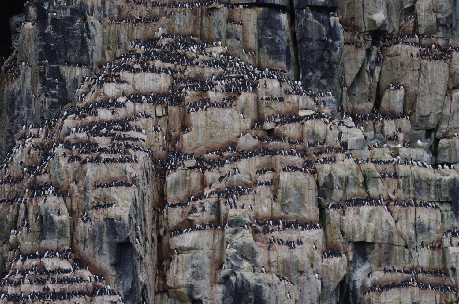 Thick-billed murre colony