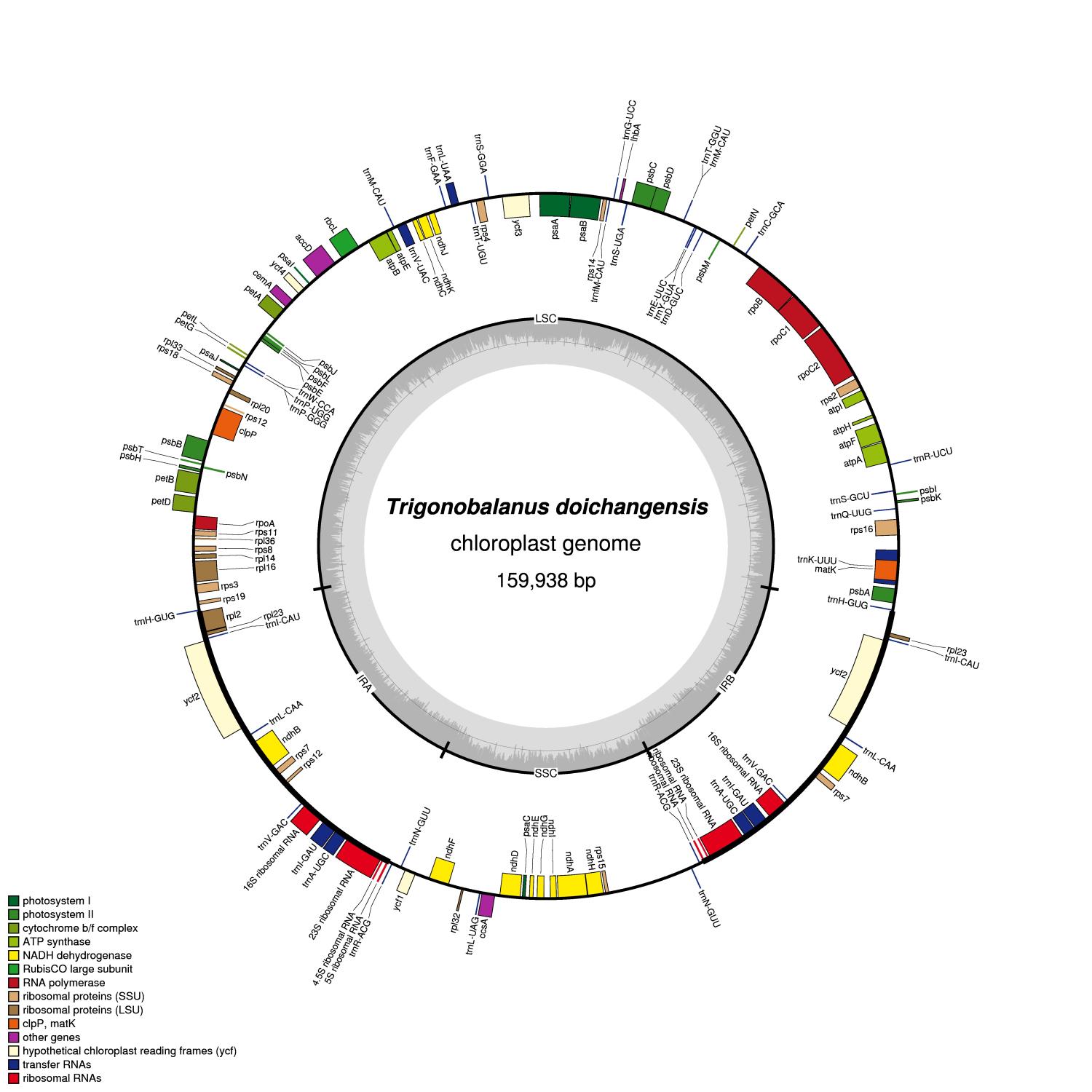 Trigonobalanus doichangensis chloroplast genome