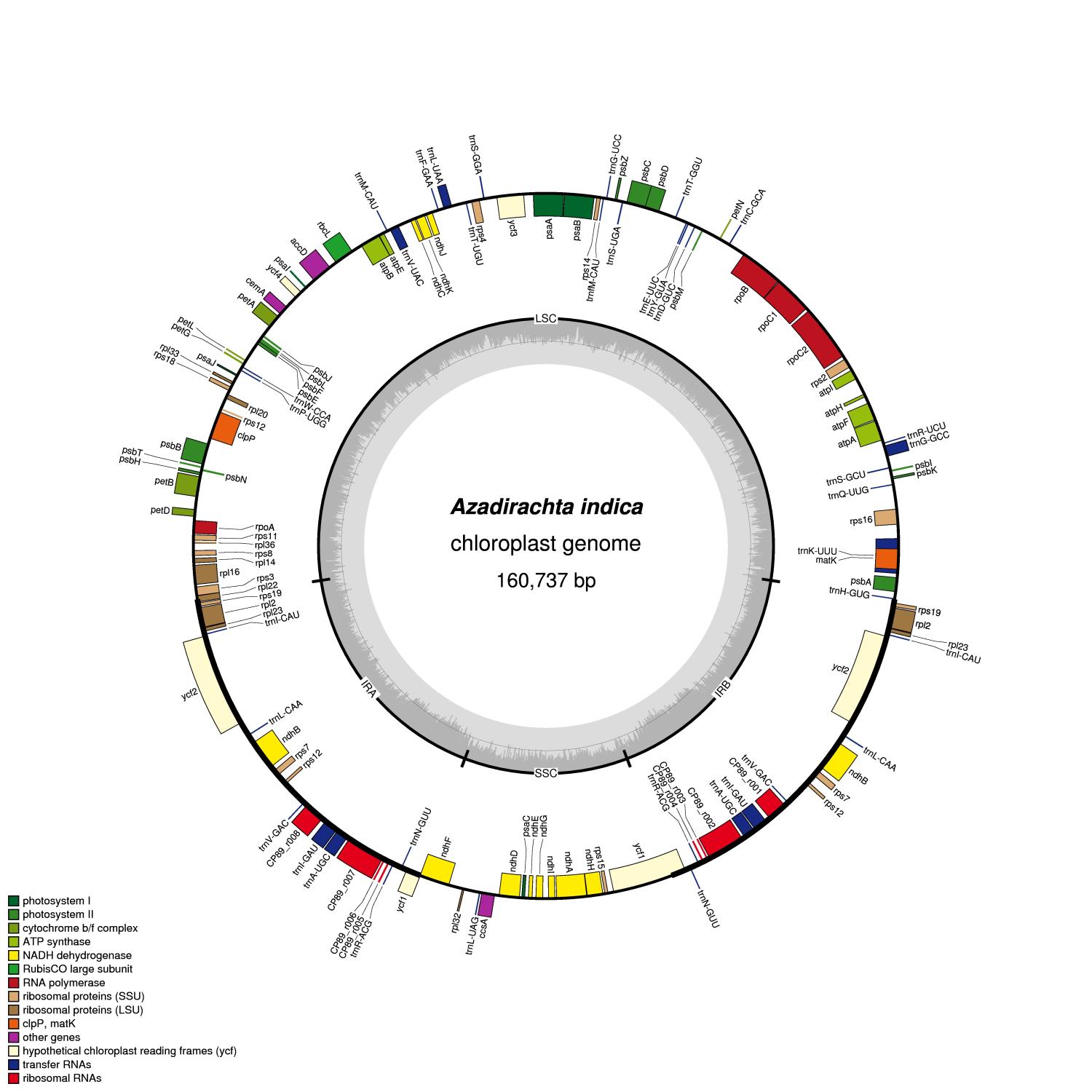 Azadirachta indica chloroplast genome