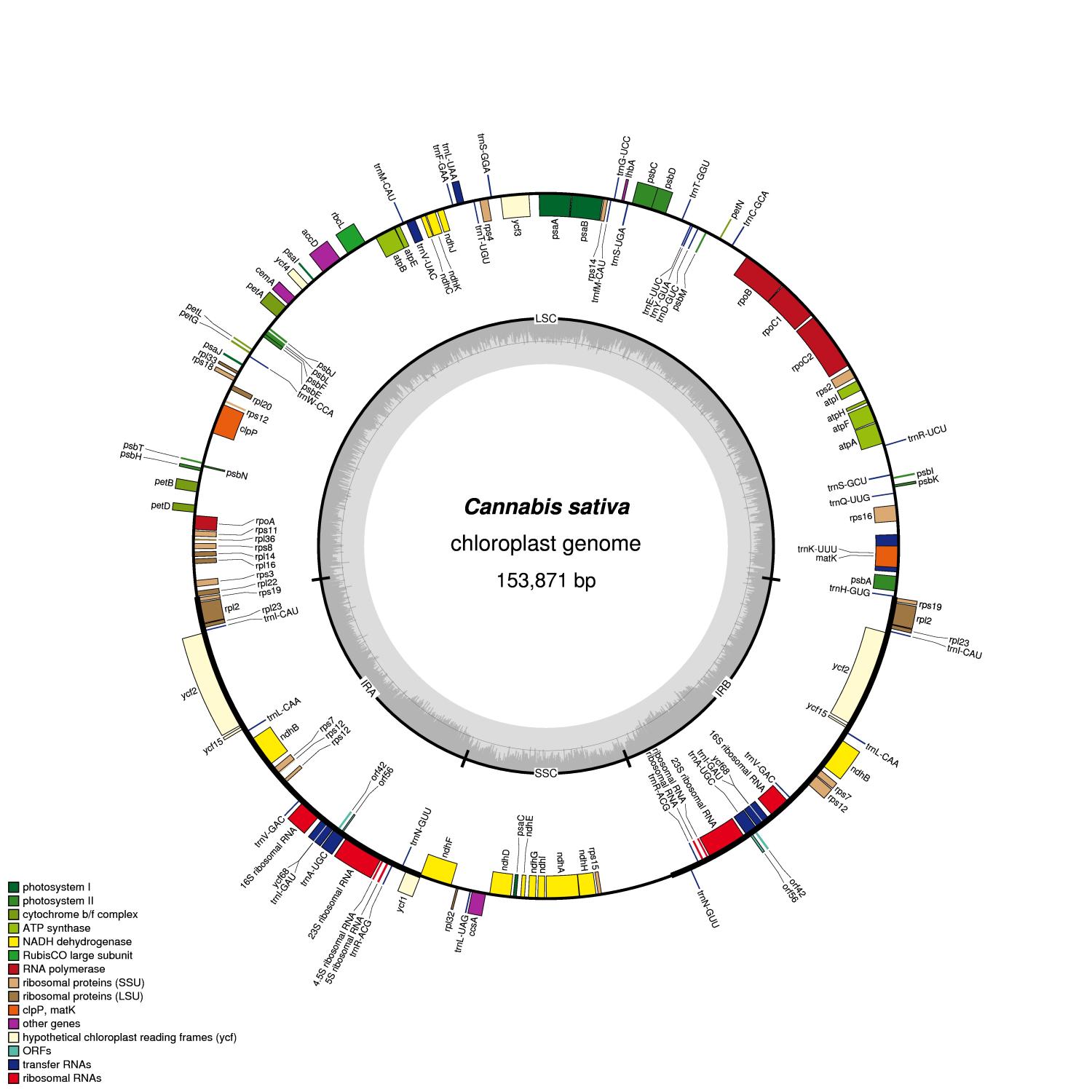 Cannabis sativa chloroplast genome