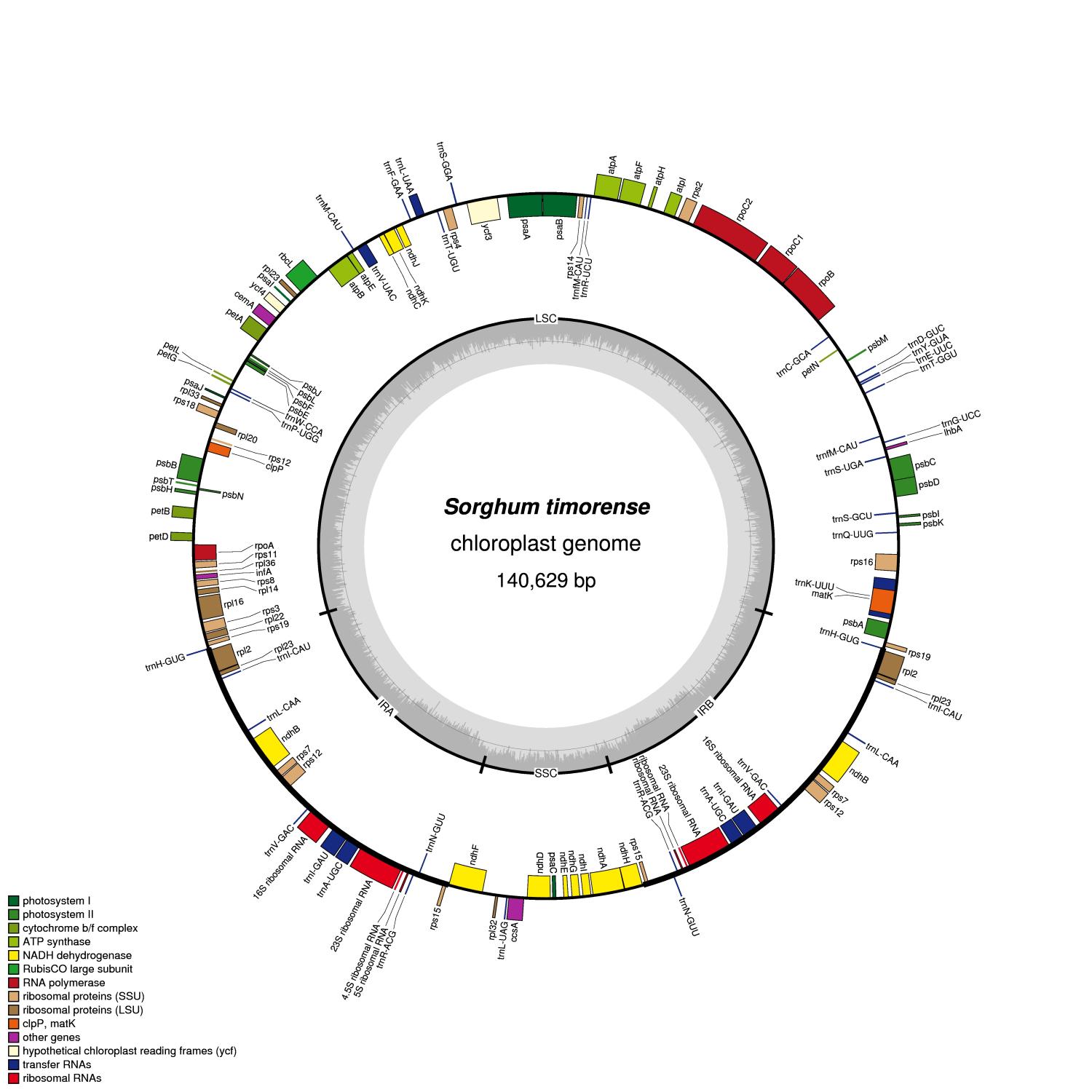 Sorghum timorense chloroplast genome