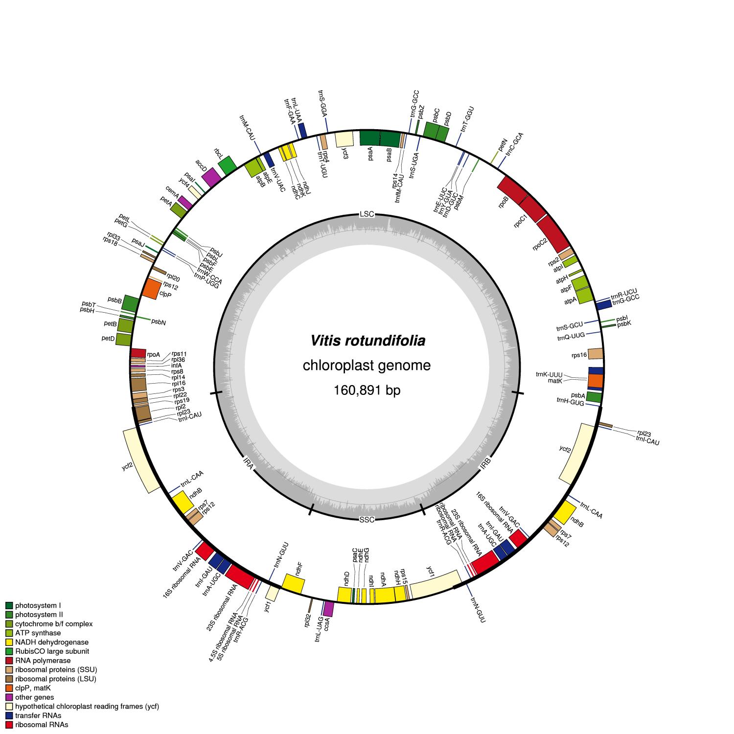 Vitus rotundifolia chloroplast genome