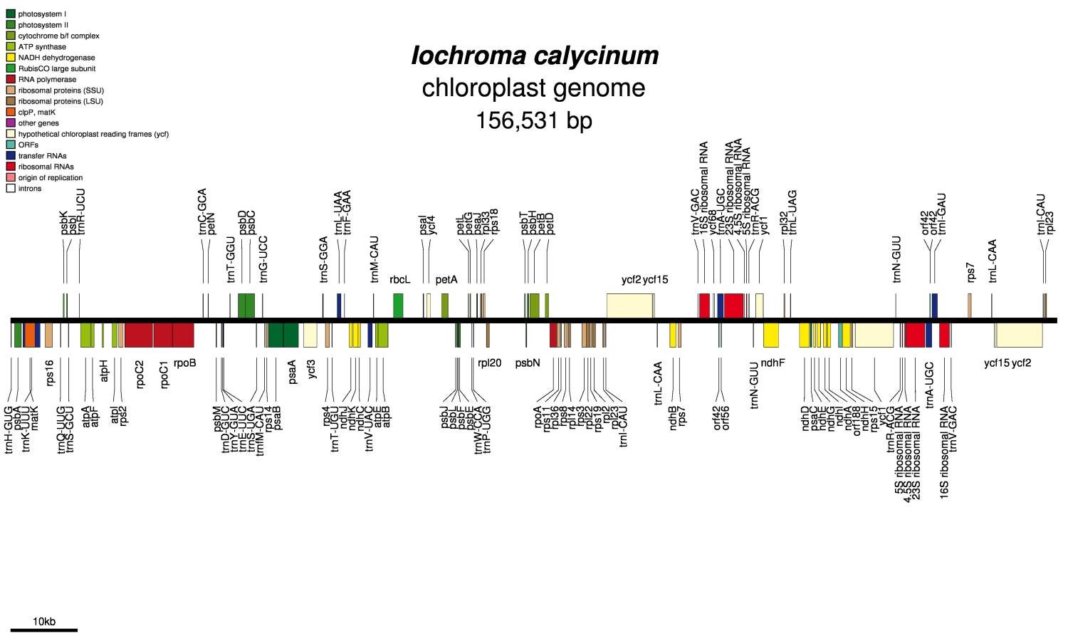 Iochroma calycinum chloroplast genome