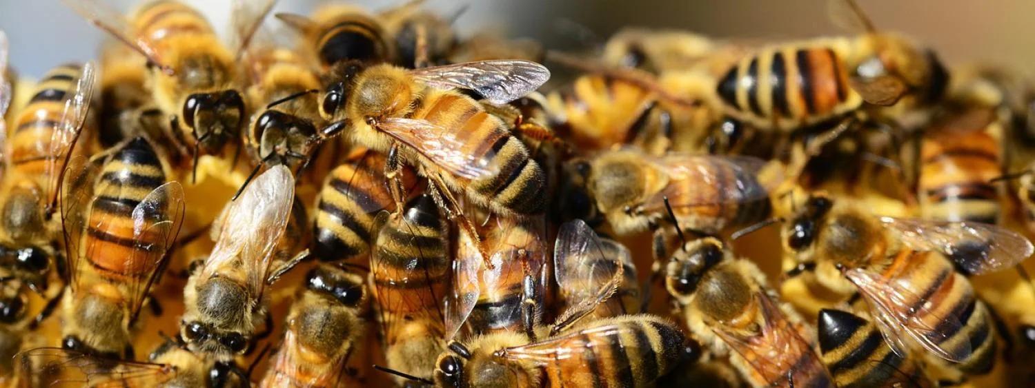 Honey Bees