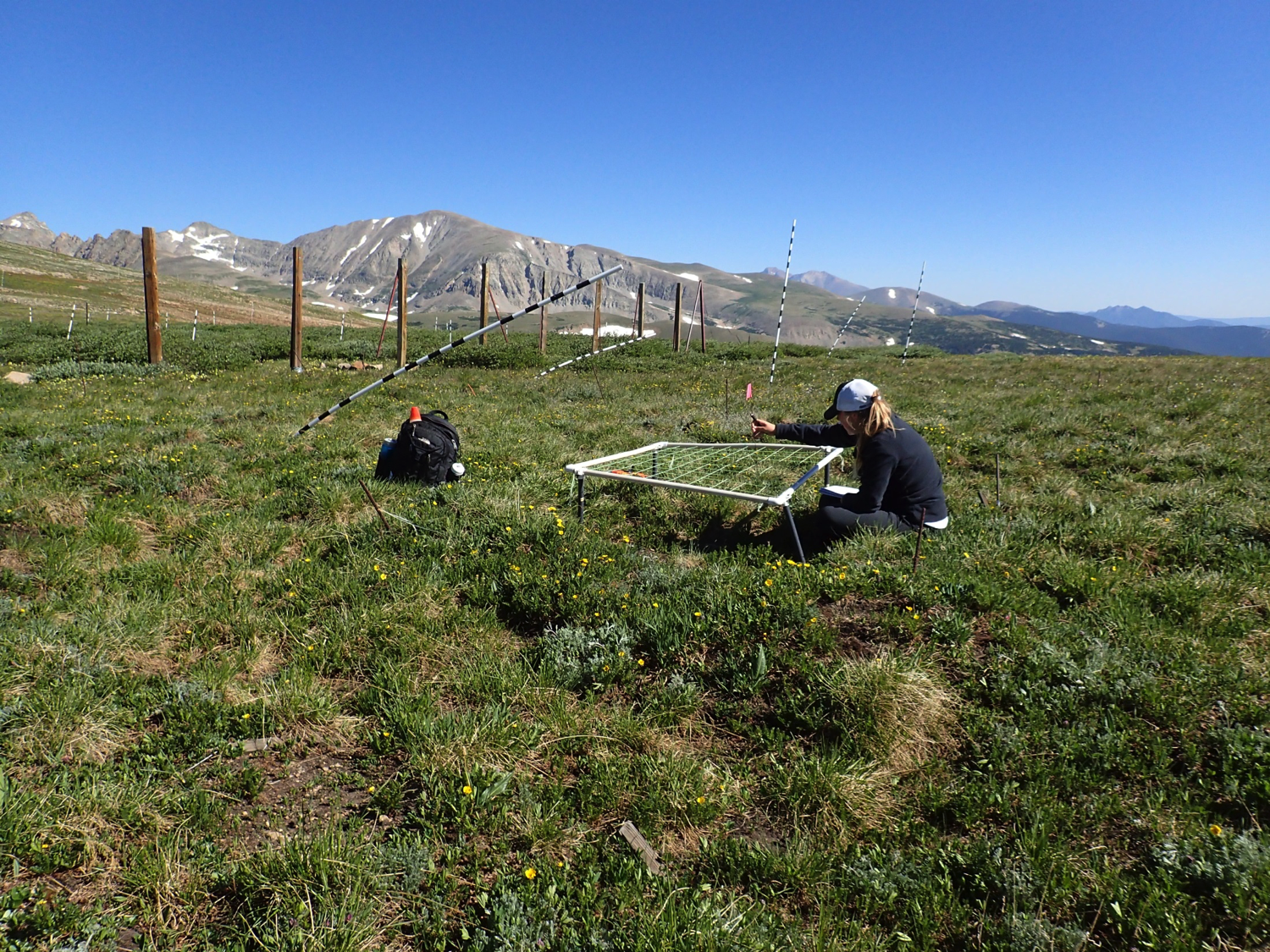 Beaury researching on Niwot Ridge.