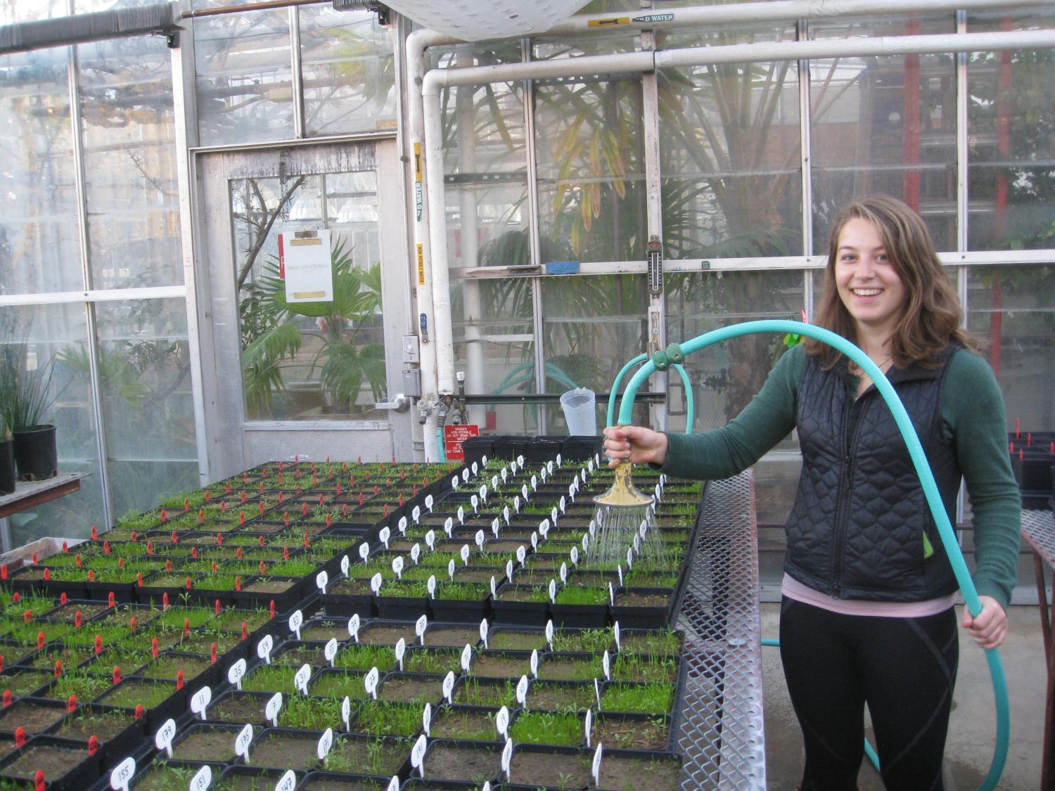 Casto waters plants in a greenhouse.