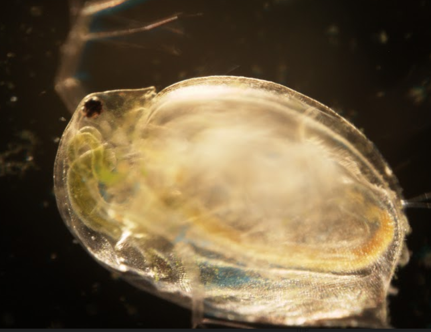 A ciliate known as vorticella as seen through a microscope