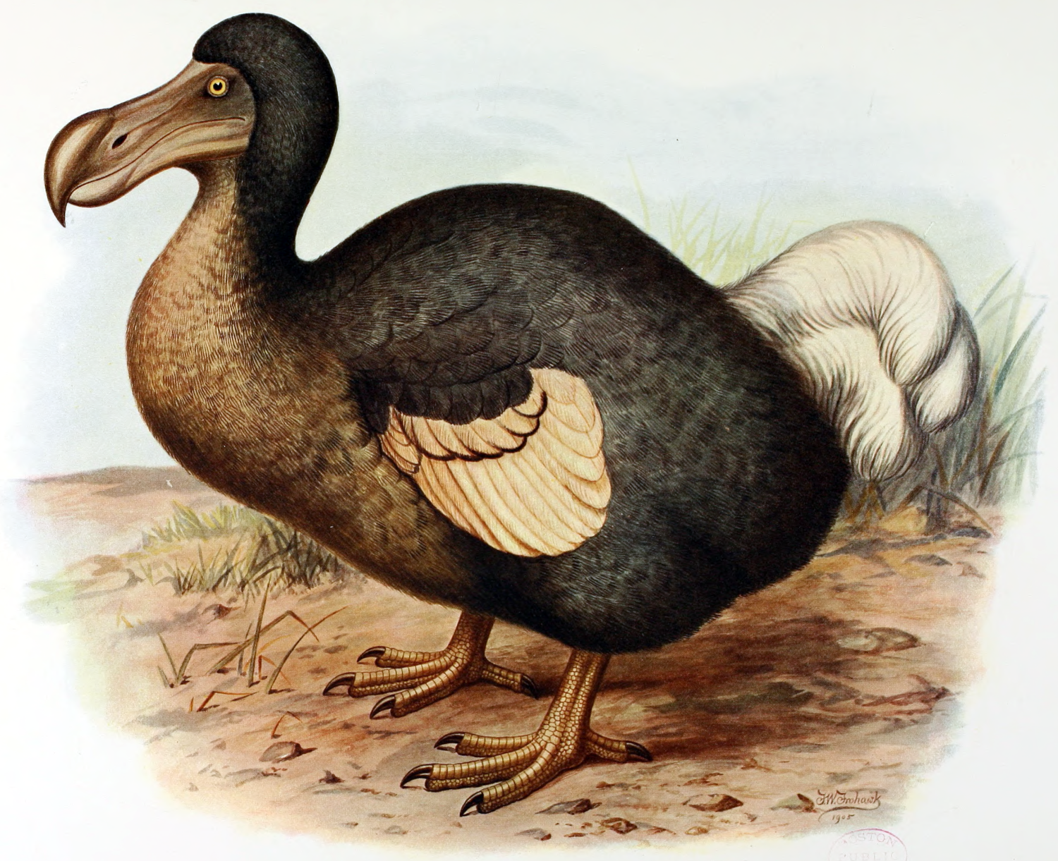 Dodo bird - public domain: https://en.wikipedia.org/wiki/File:Frohawk_Dodo.png