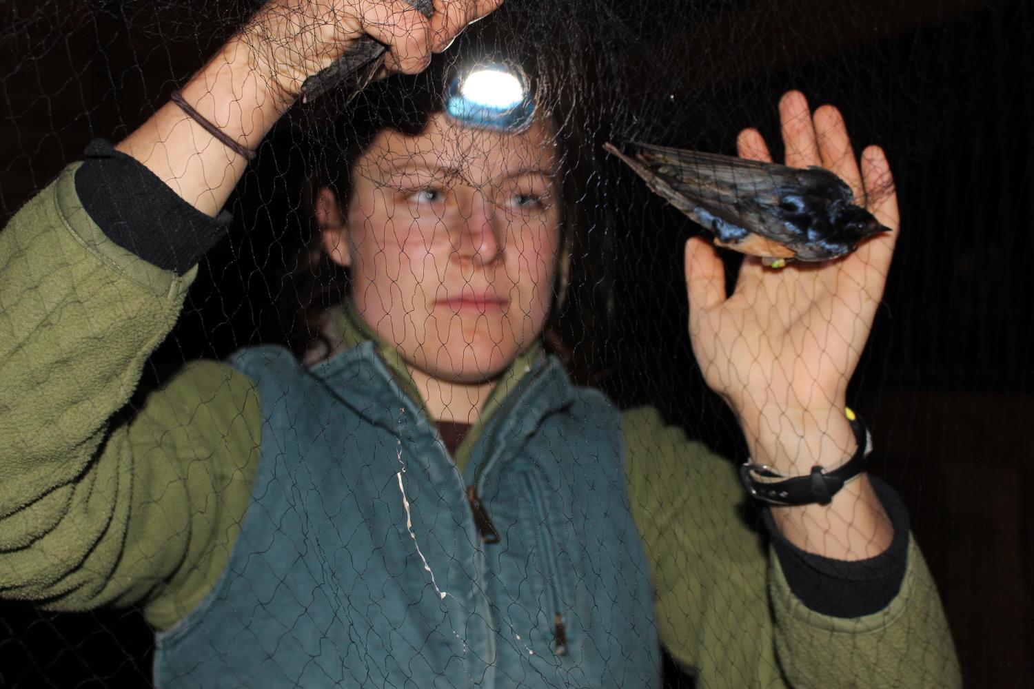 Amanda Hund, examining a barn swallow, captured in a net